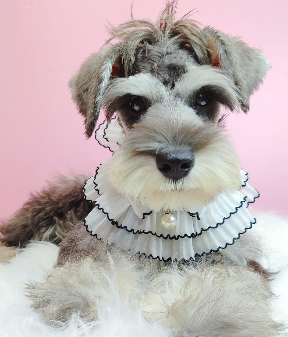 Schnauzer 雪纳瑞