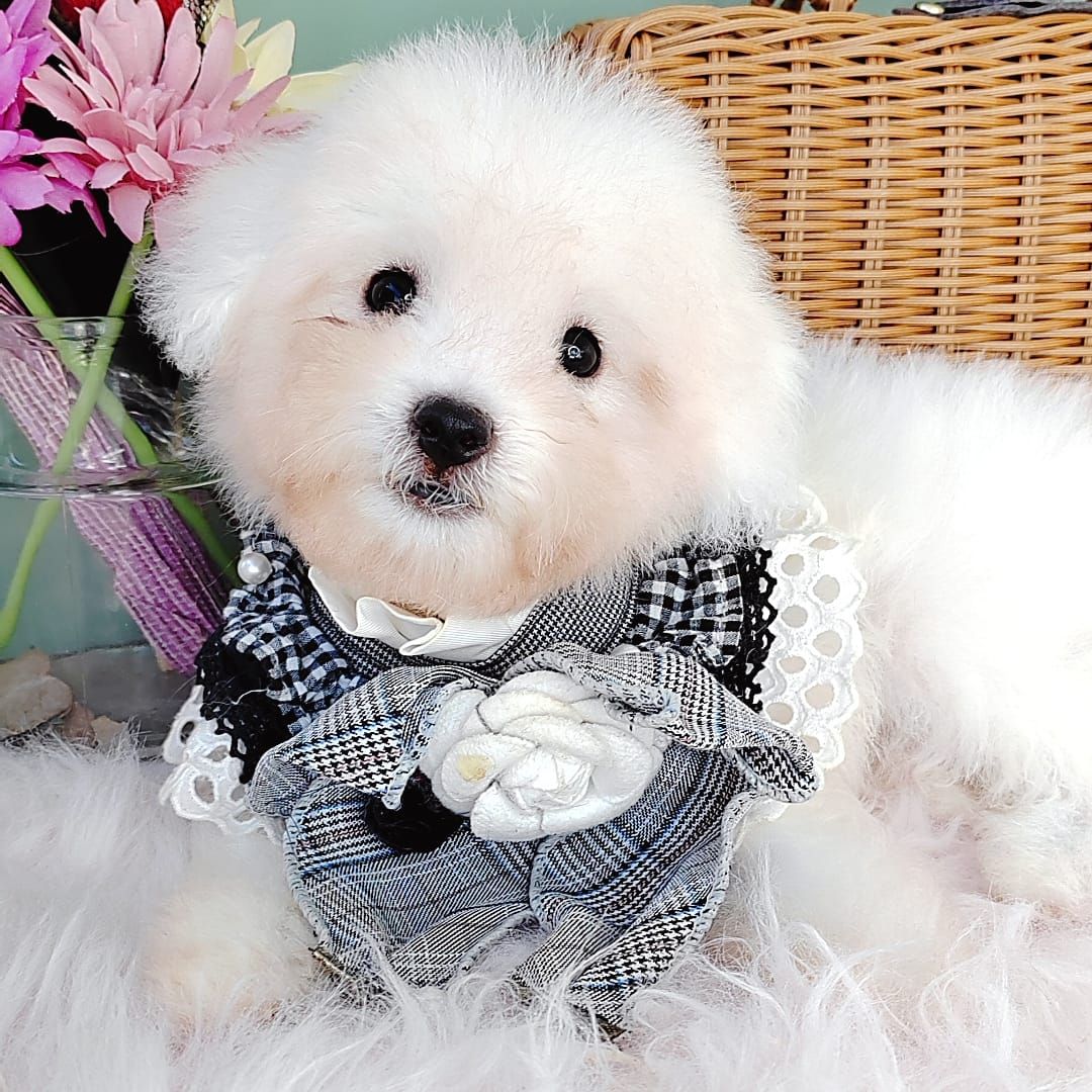 Bichon Frise 比熊