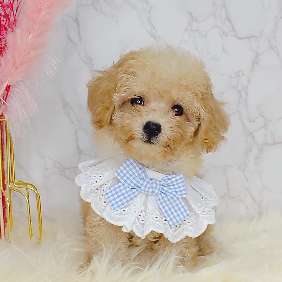 Poodle 娉拌开璐靛