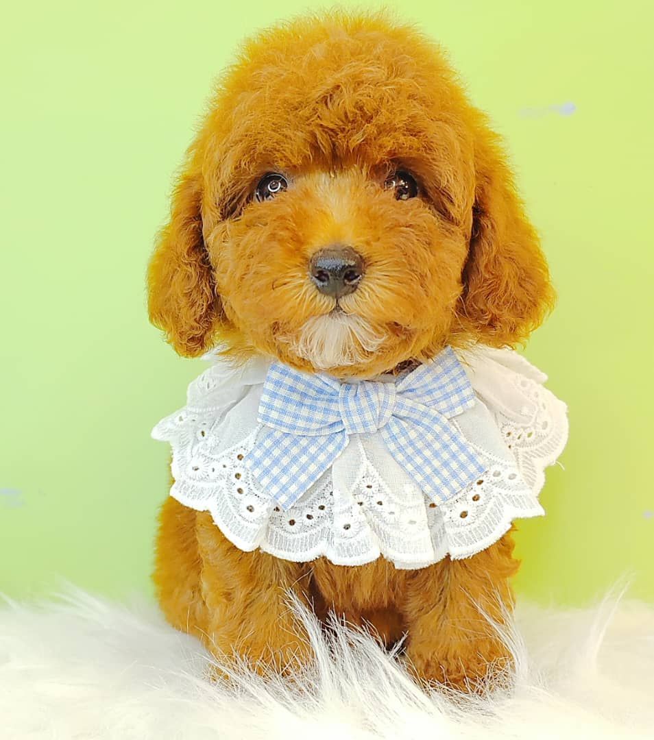 Poodle 娉拌开璐靛