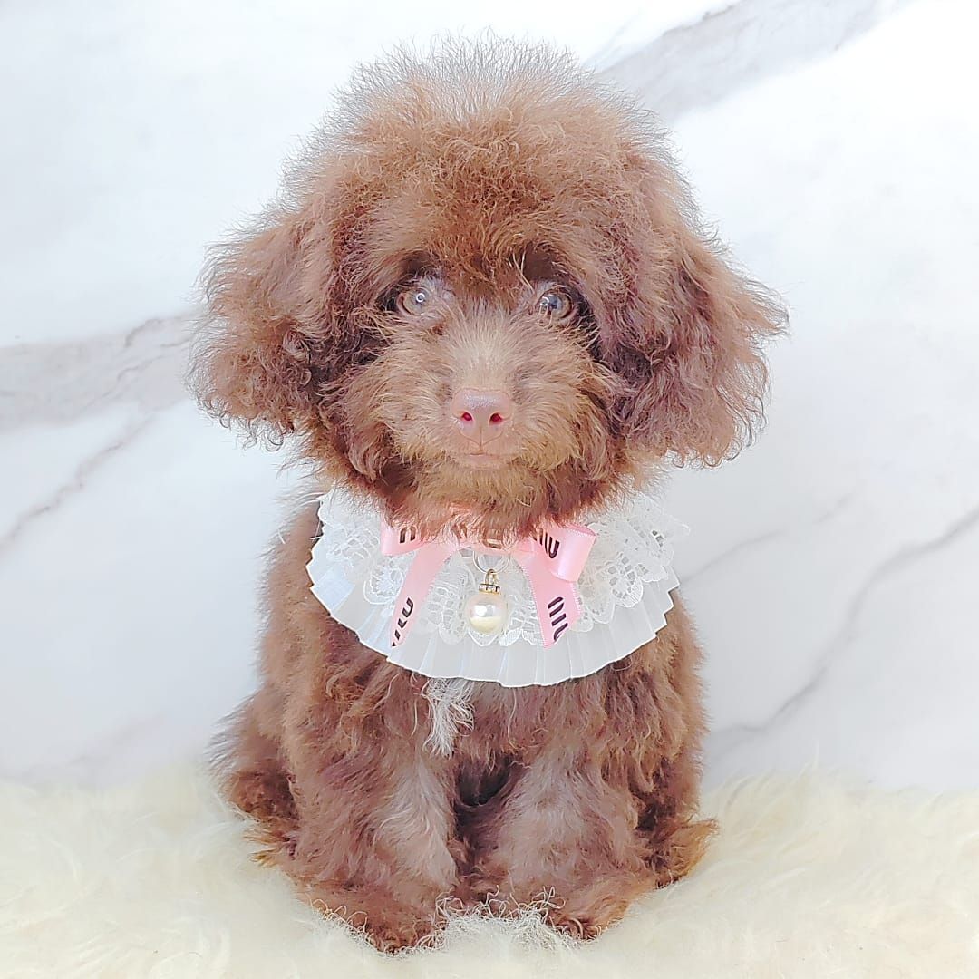 Poodle 娉拌开璐靛