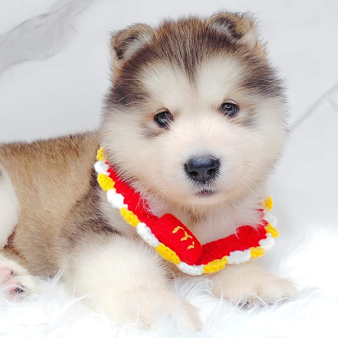 Alaskan Malamute 长毛哈士奇加阿拉斯加
