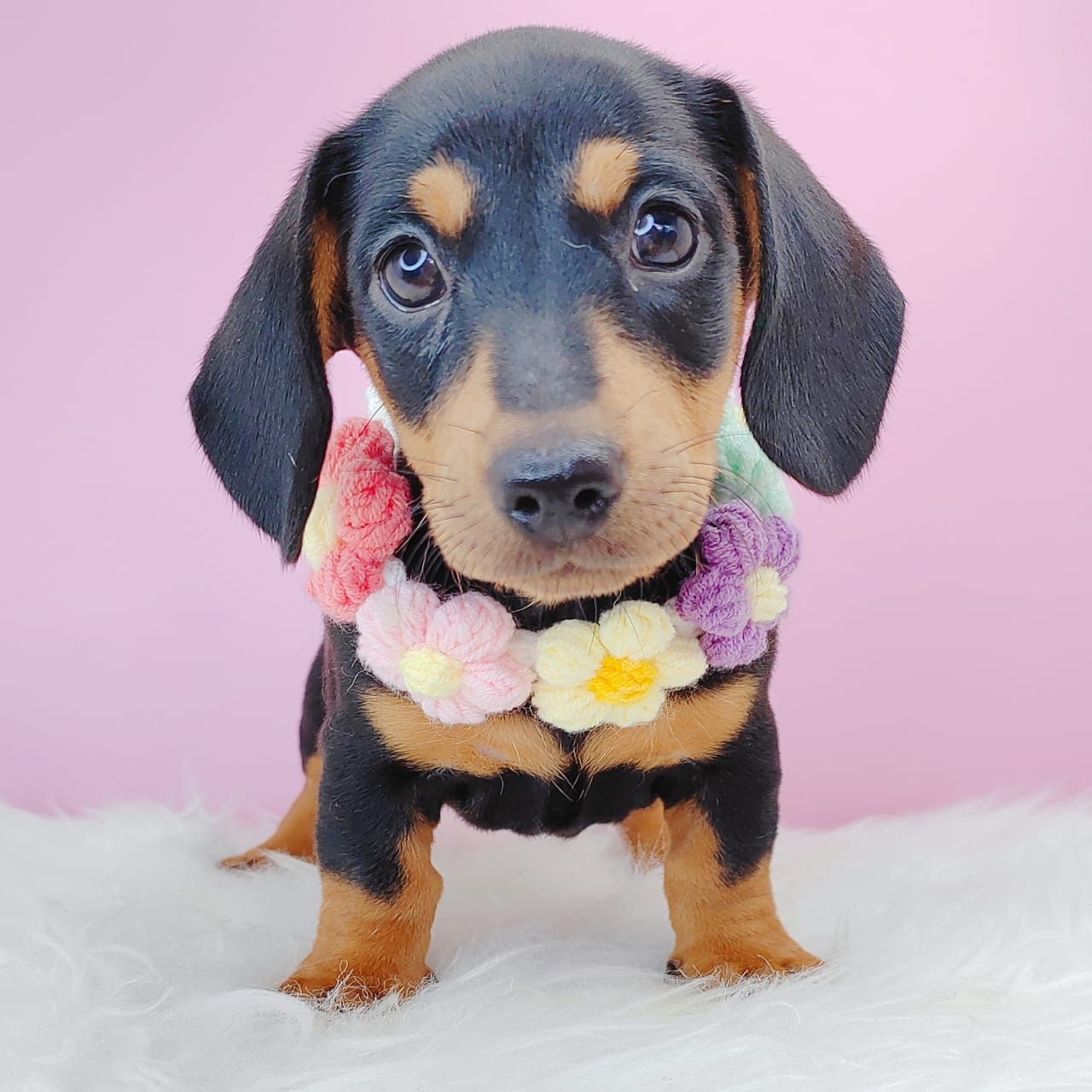Dachshund 腊肠狗