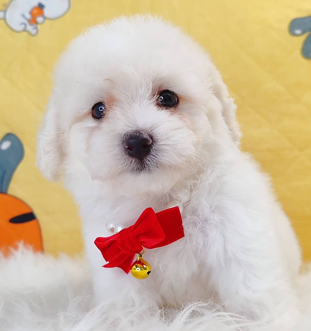 Poodle 娉拌开璐靛