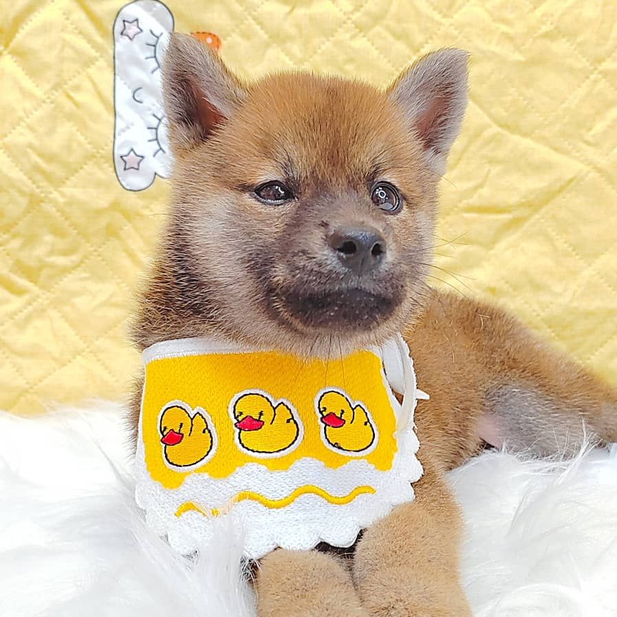 Shiba Inu 柴犬