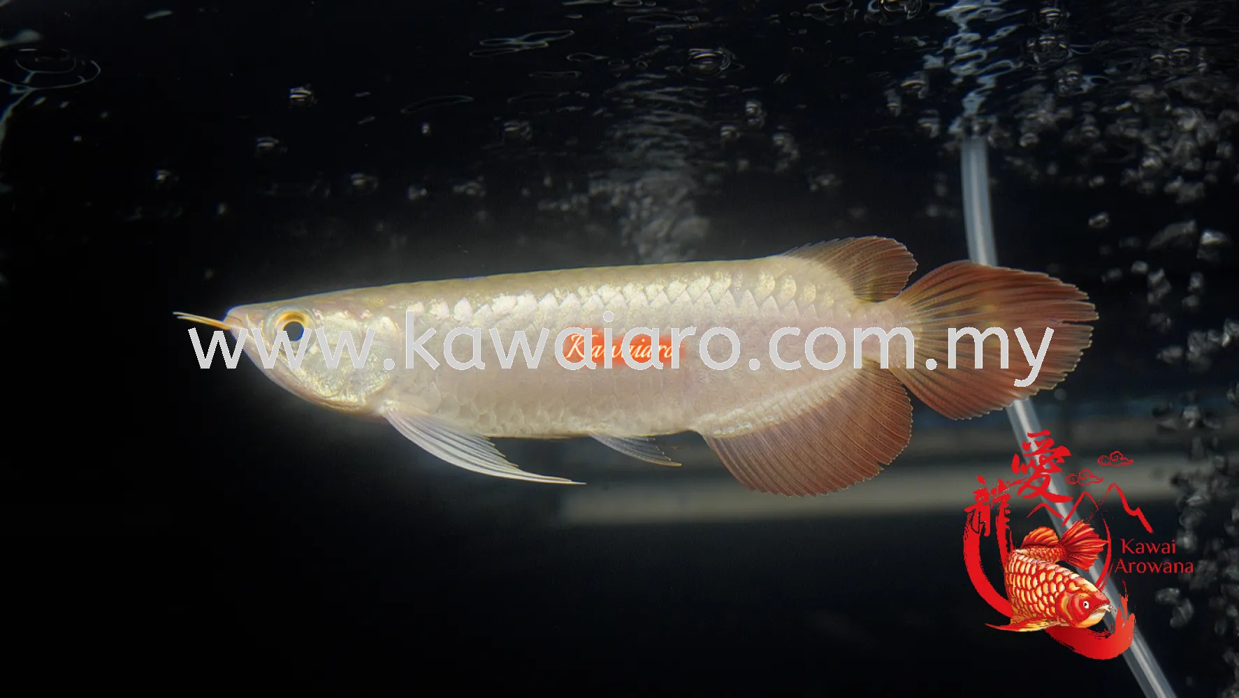 Premium Super Red Arowana Malaysia, Perak, Bukit Merah Supplier
