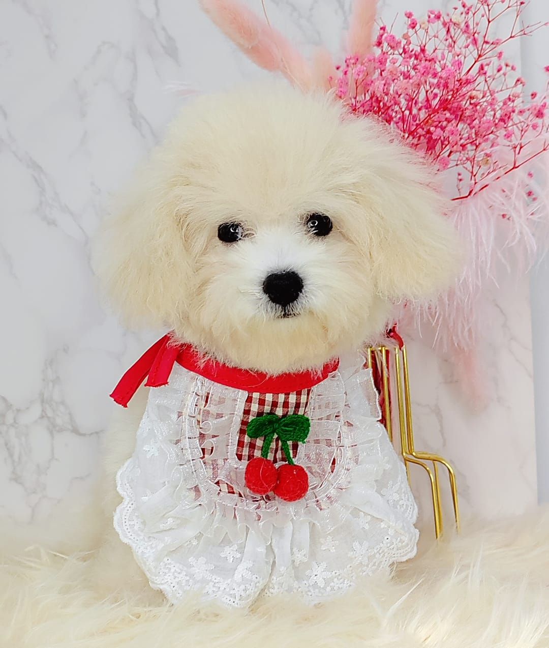 Maltipoo 马尔泰迪
