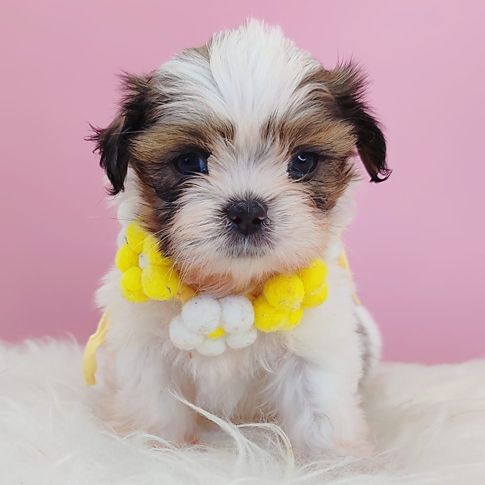 Shih Tzu 西施