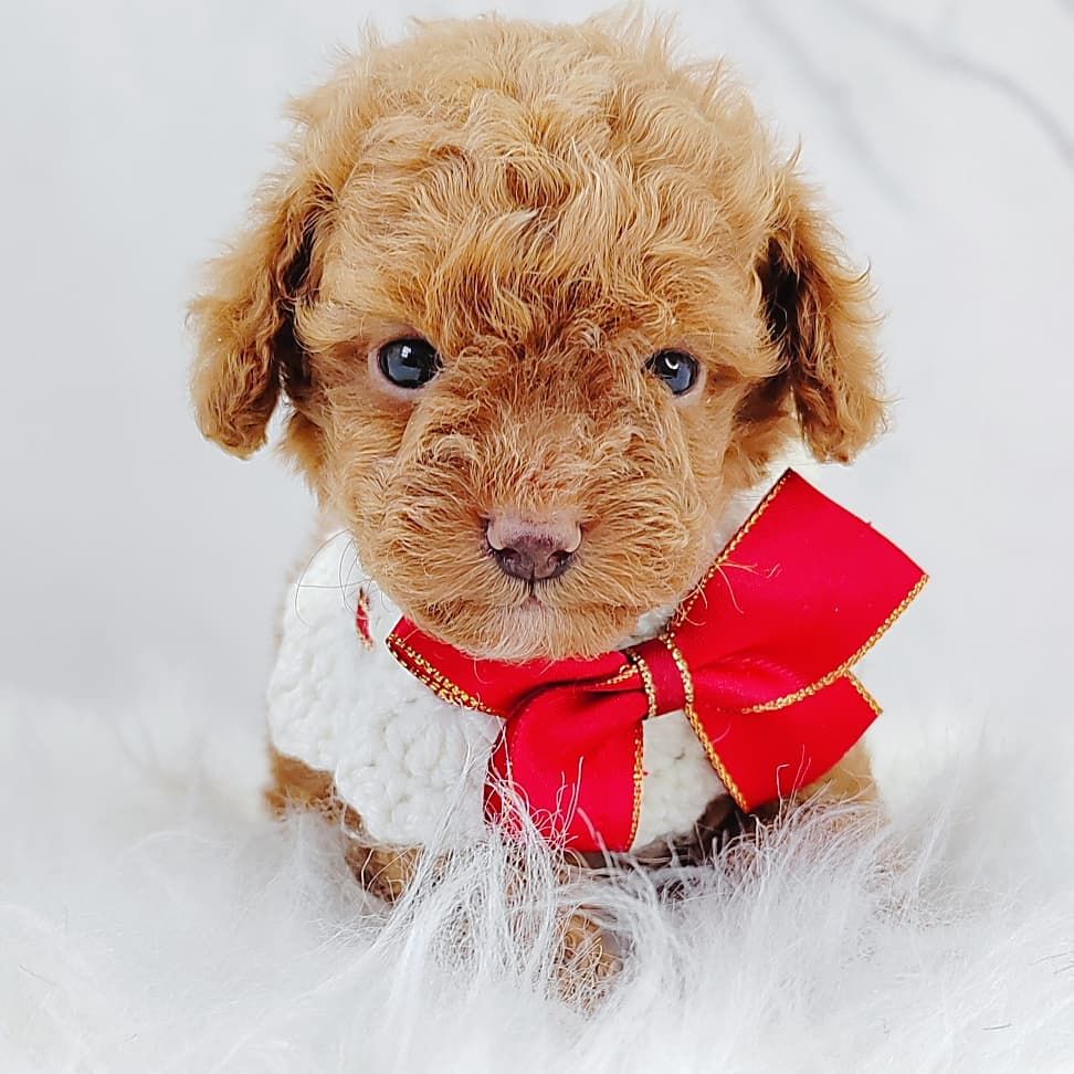 Poodle 娉拌开璐靛