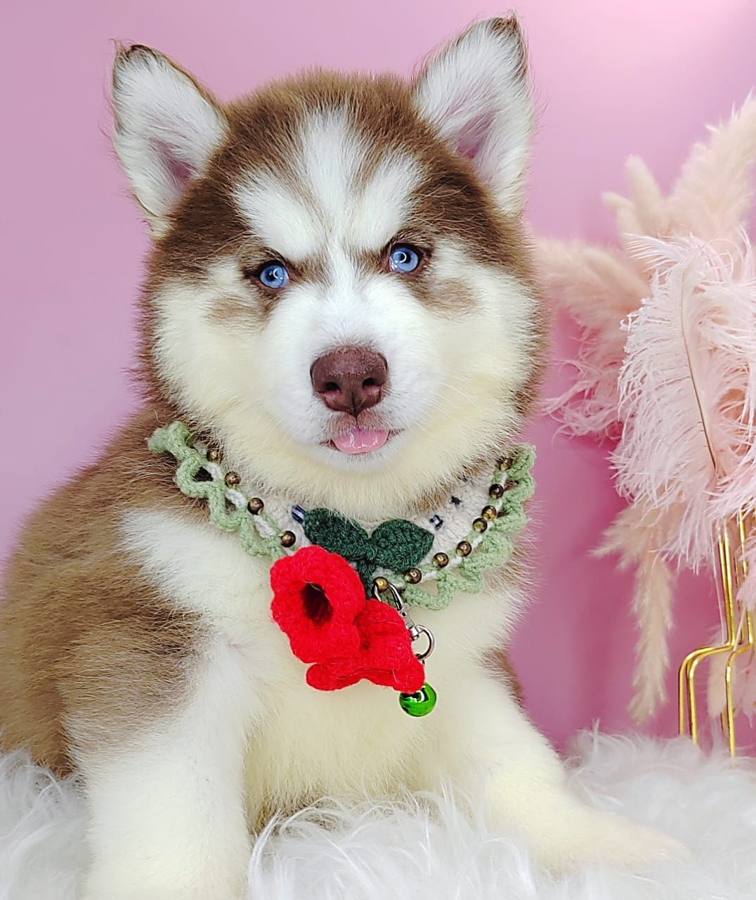 Wooly Husky 哈士奇