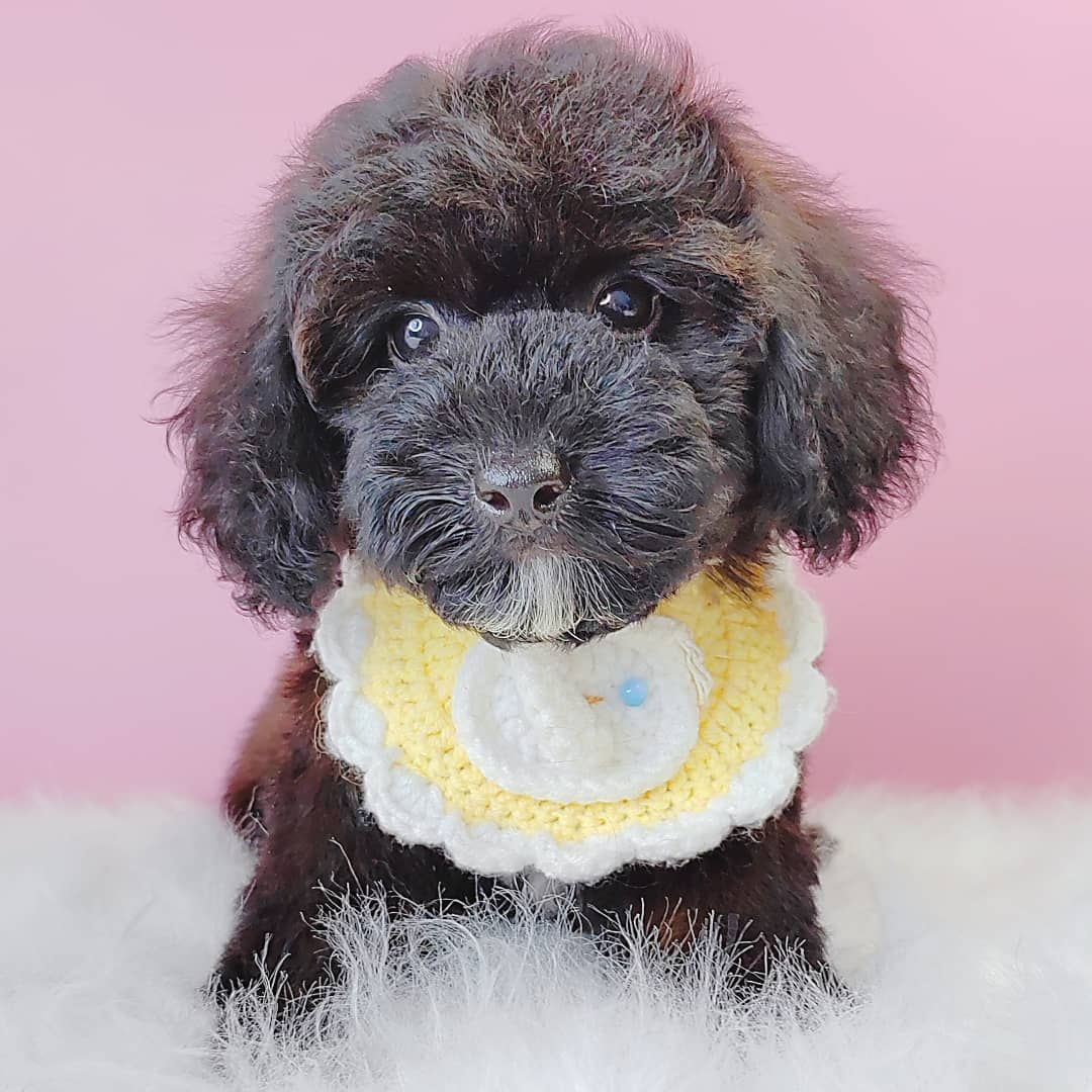 Poodle 娉拌开璐靛