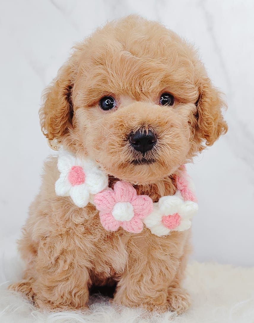Poodle 璐靛娉拌开