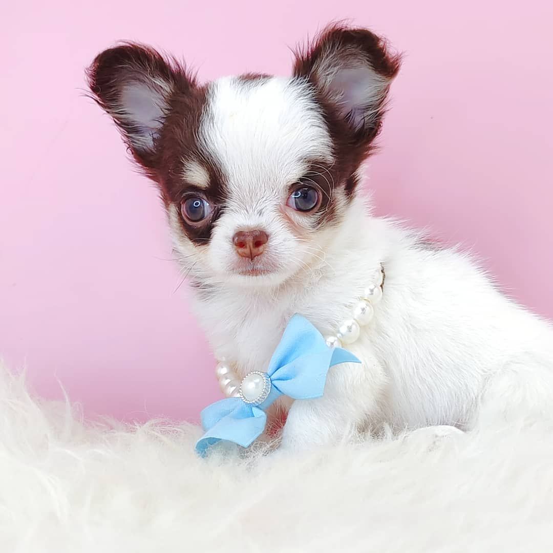 Chihuahua 吉娃娃