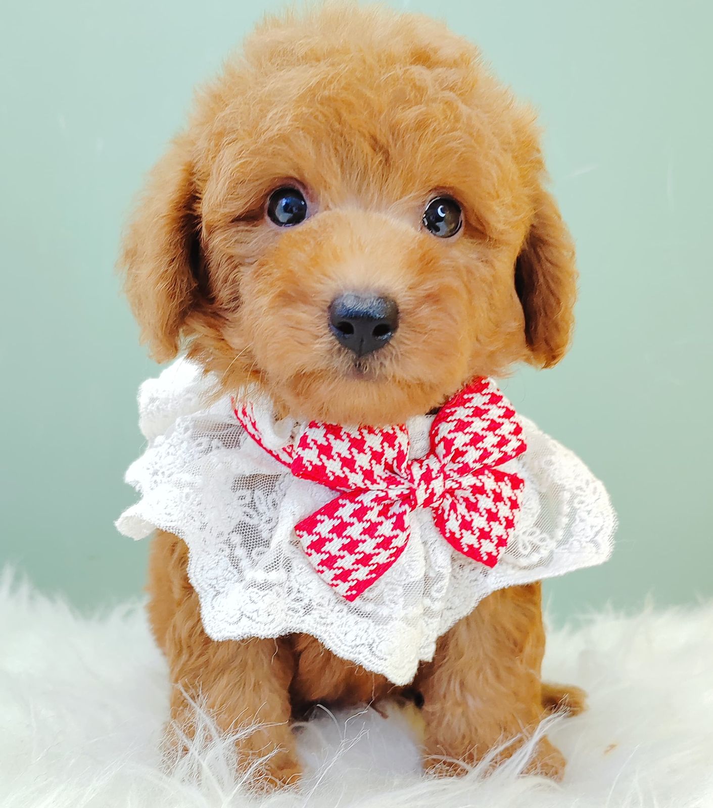 Poodle 璐靛娉拌开