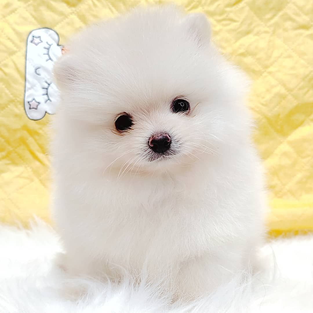 Pomeranian 博美