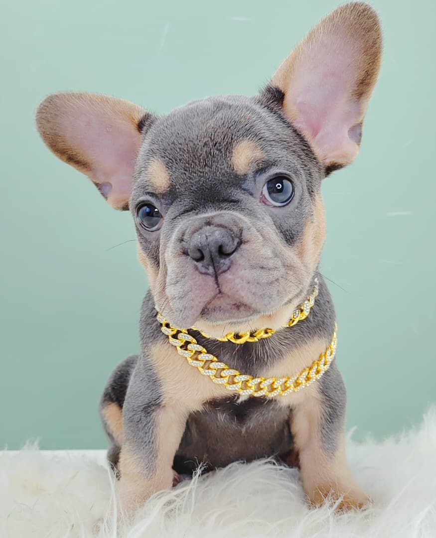 French Bulldog 法斗