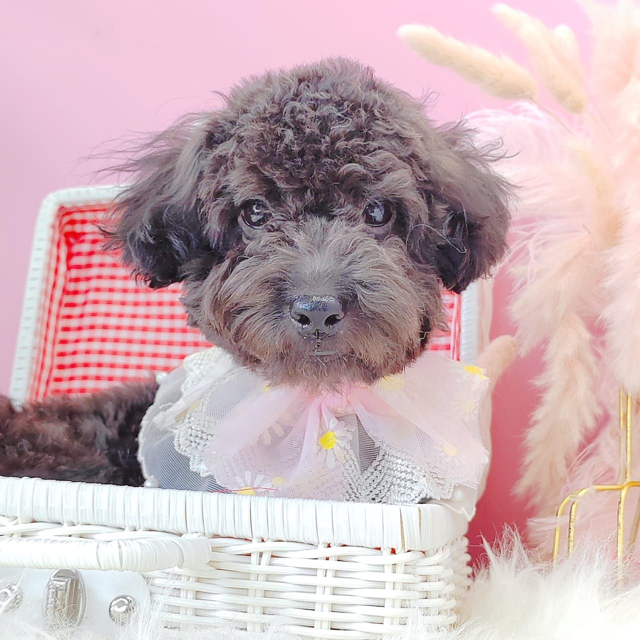 Poodle 娉拌开璐靛