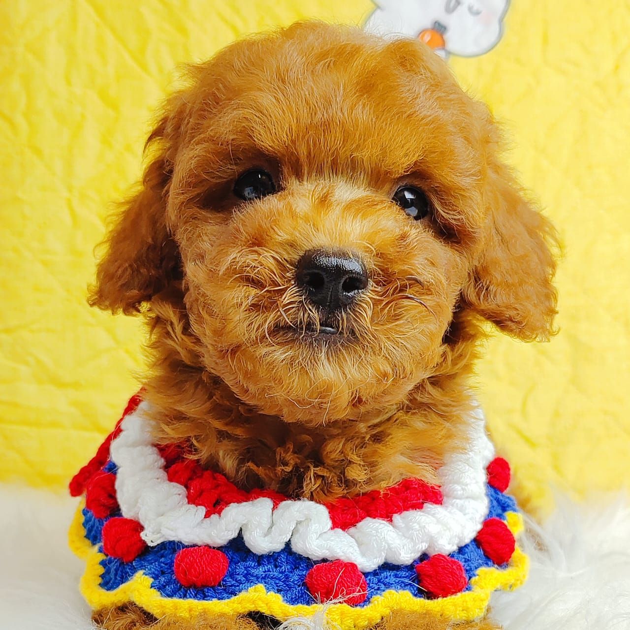 Poodle 娉拌开璐靛