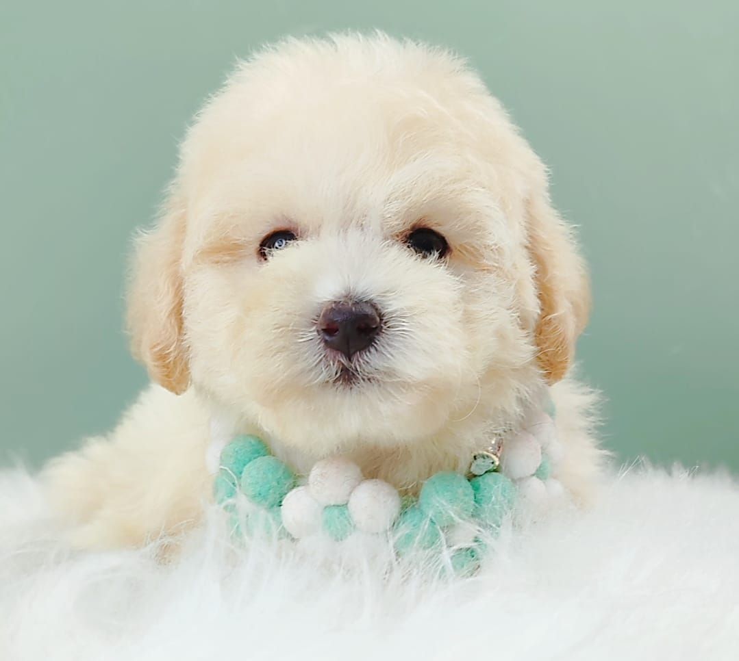 Maltipoo 马尔泰迪