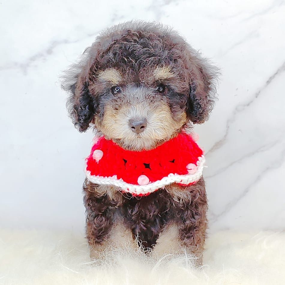 Poodle 娉拌开璐靛