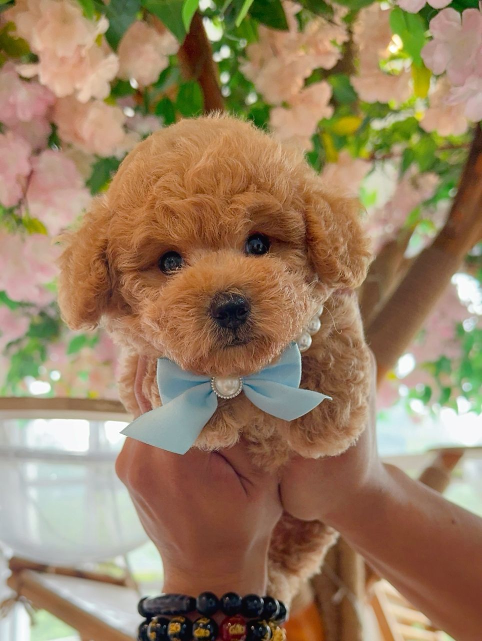 Poodle 娉拌开璐靛