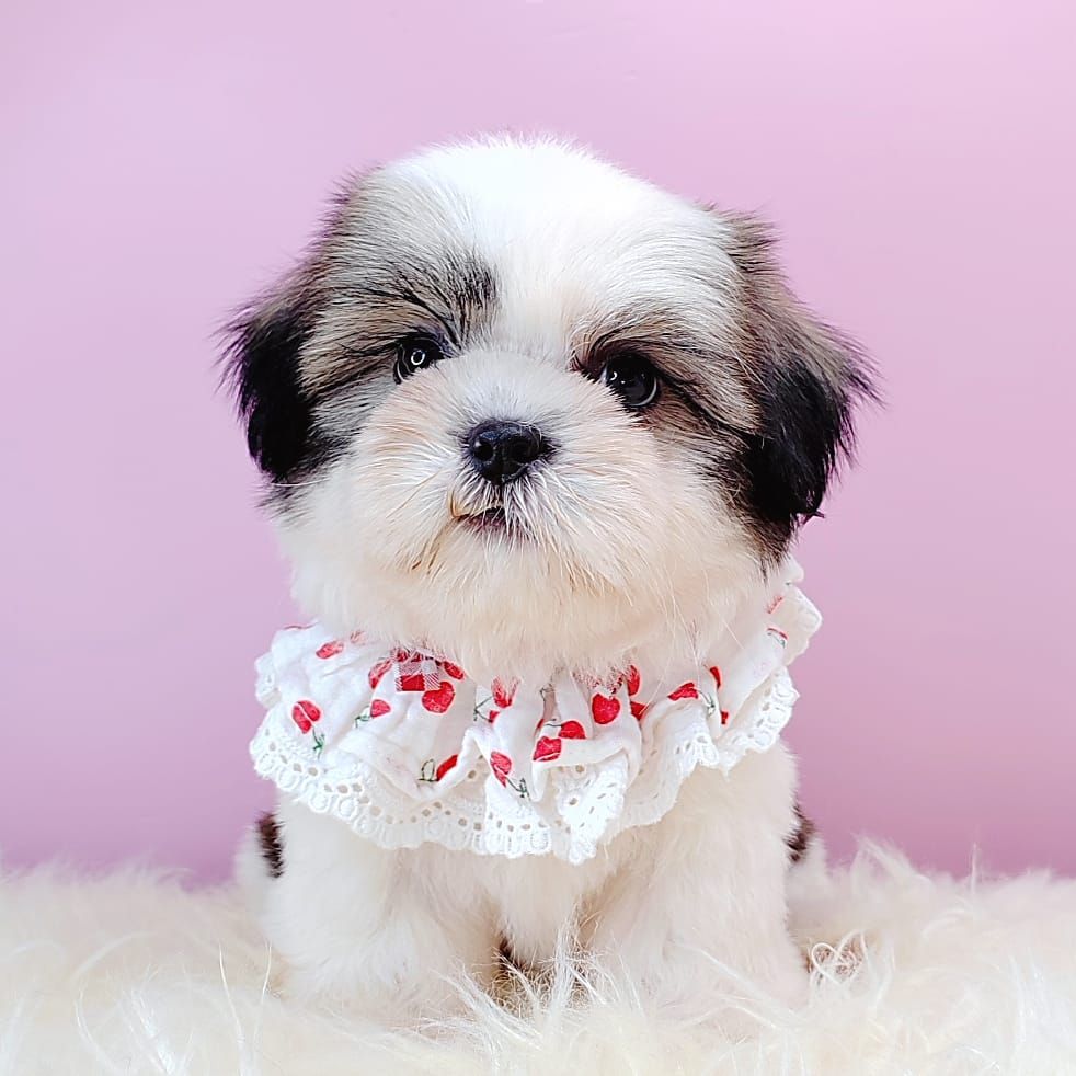 Shih Tzu 西施