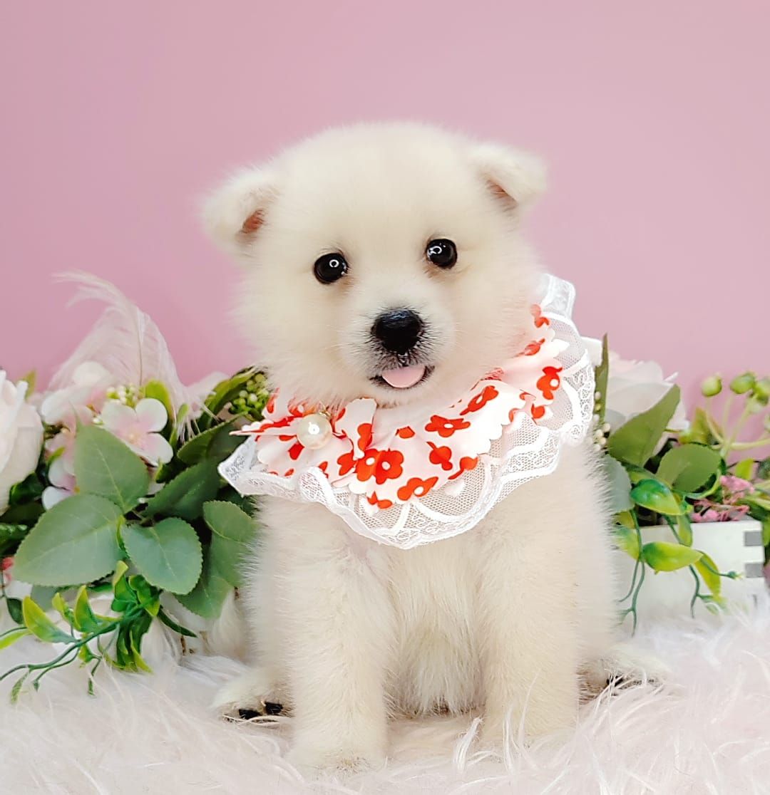 Pomsky 博士奇