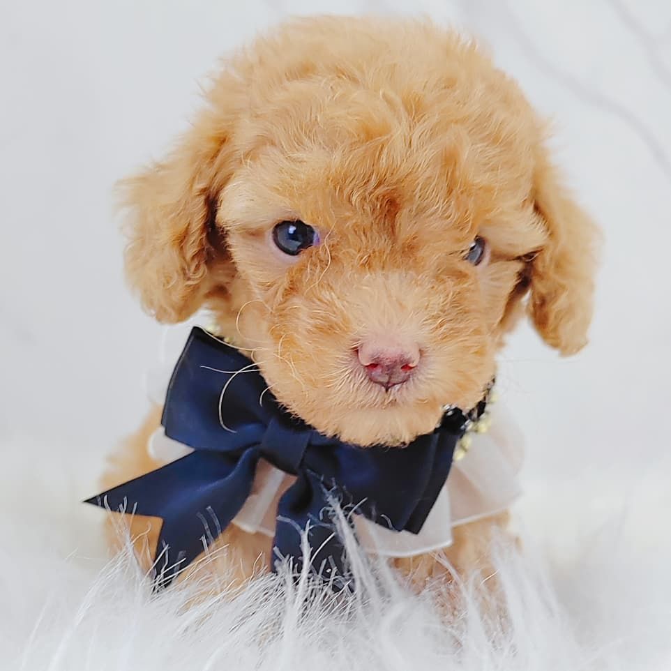 Poodle 娉拌开璐靛
