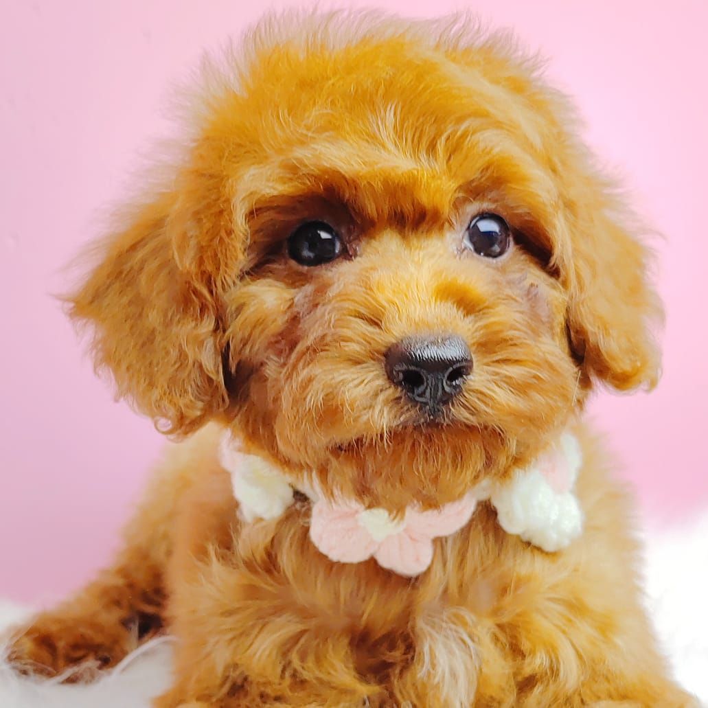 Poodle 娉拌开璐靛
