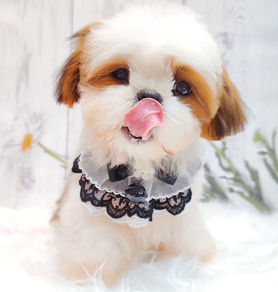 Shih Tzu 西施