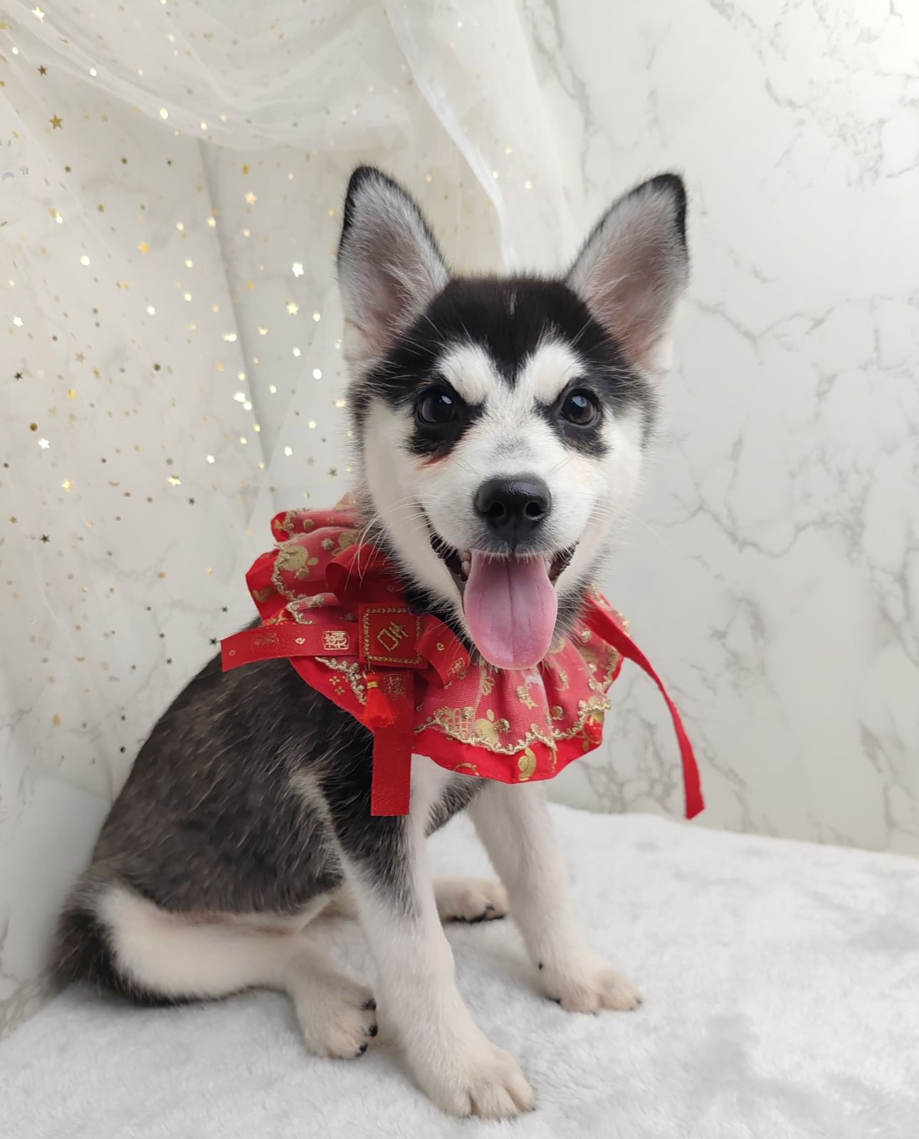Pomsky 博士奇