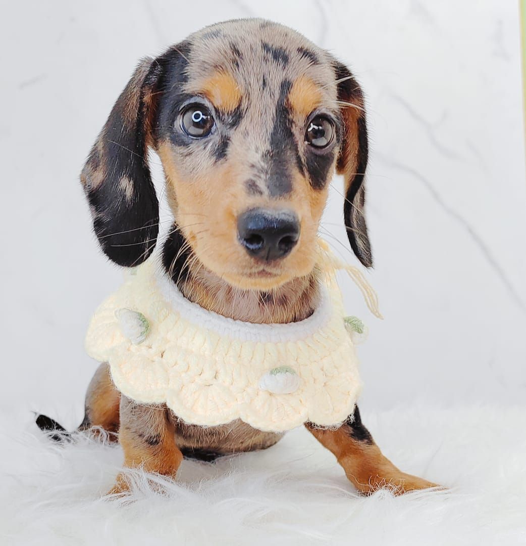 Dachshund 腊肠狗