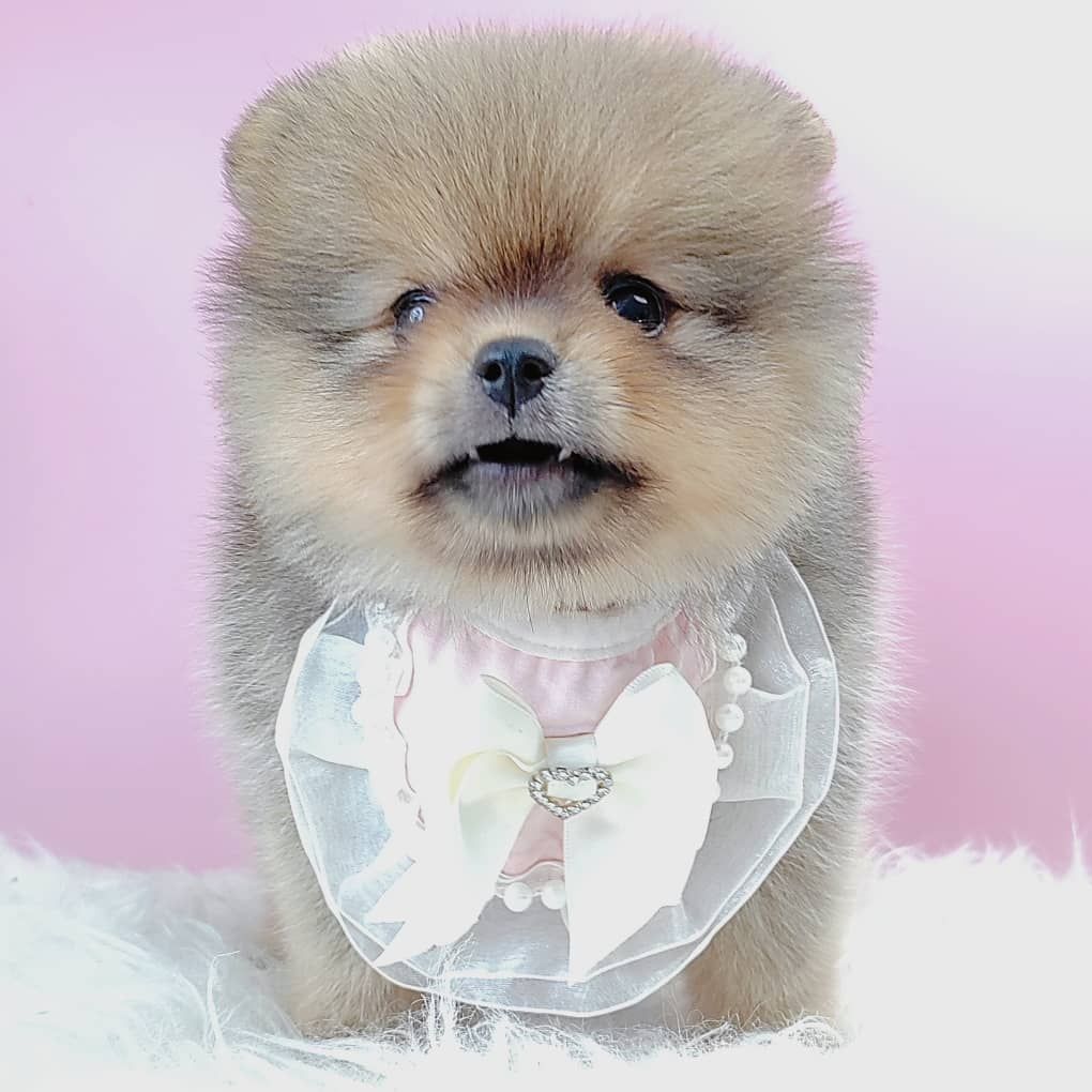 Pomeranian 博美
