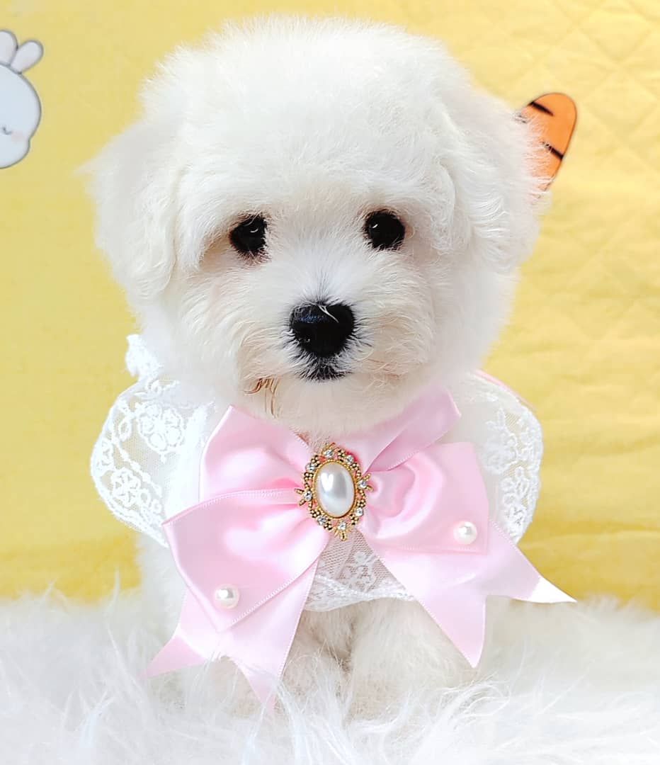 Bichon 比熊