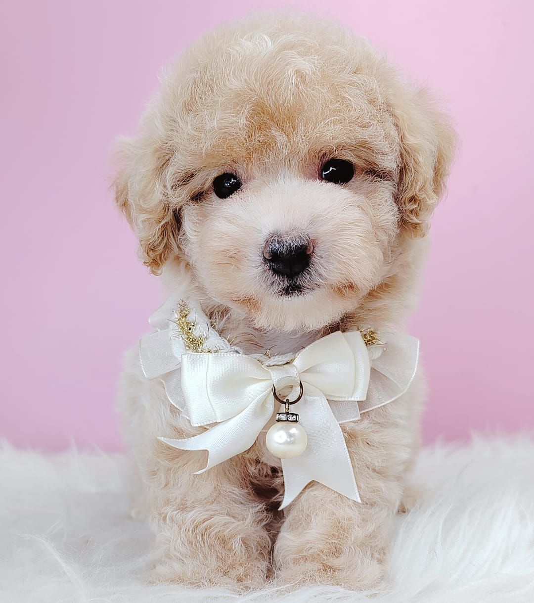 Maltipoo 马尔泰迪