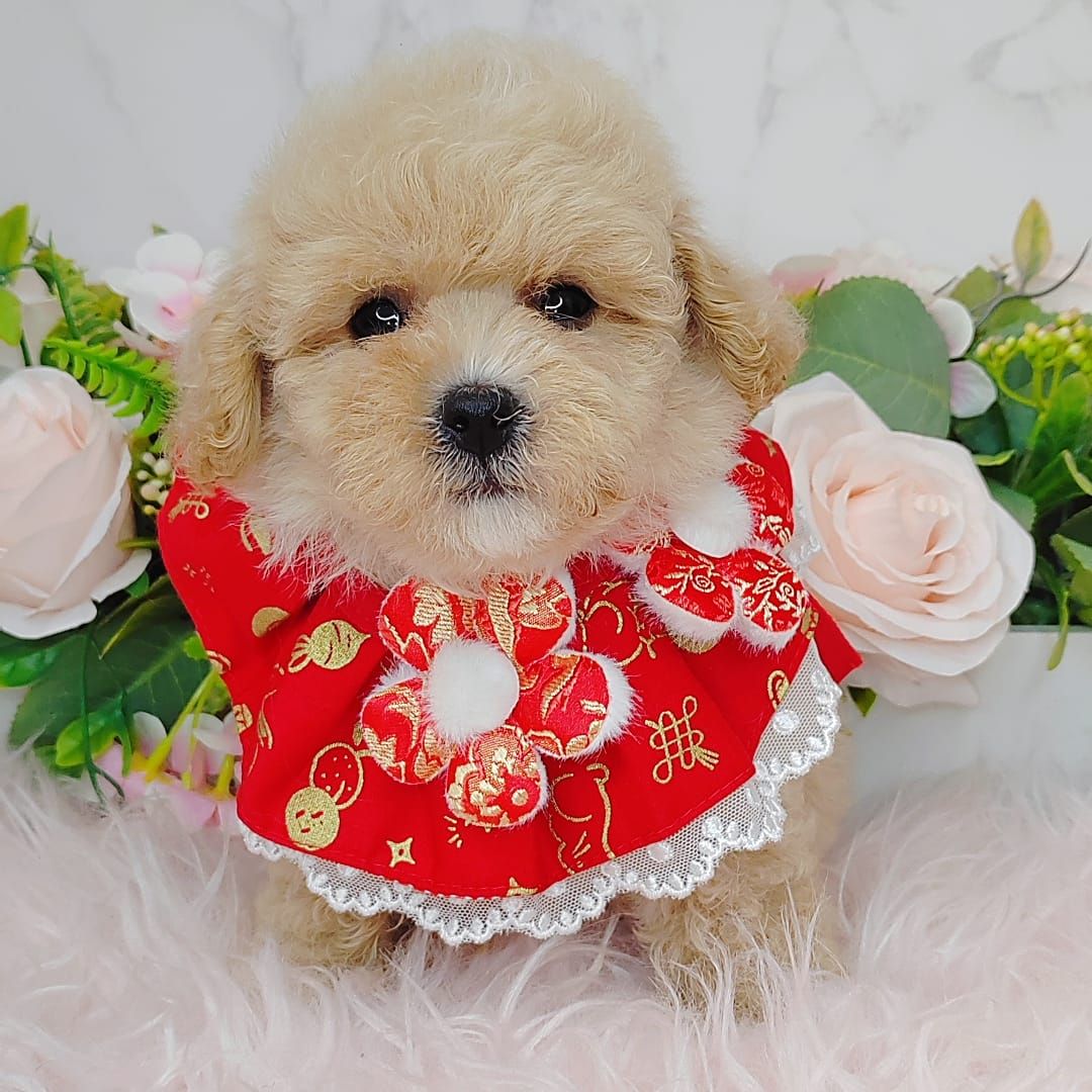 Poodle 娉拌开璐靛