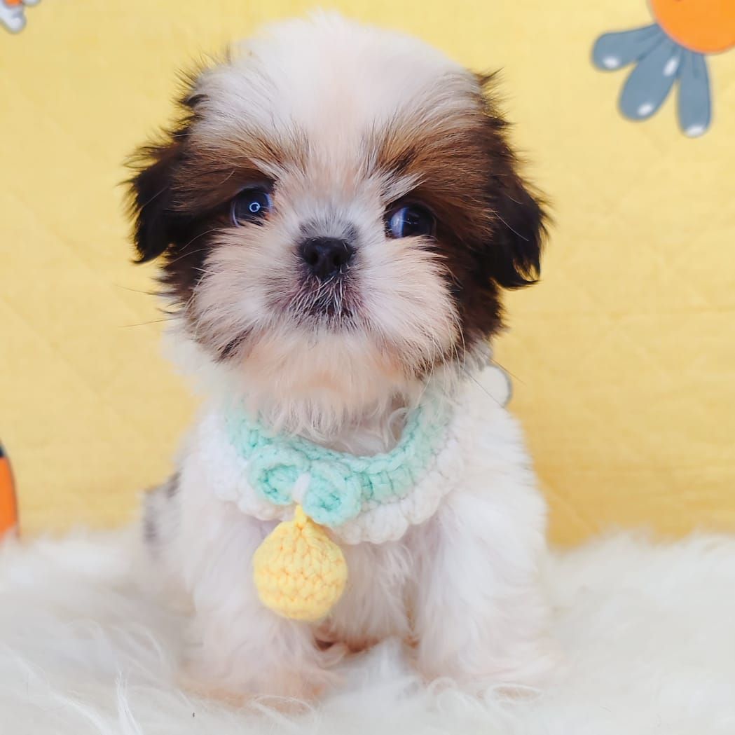 Shih Tzu 西施