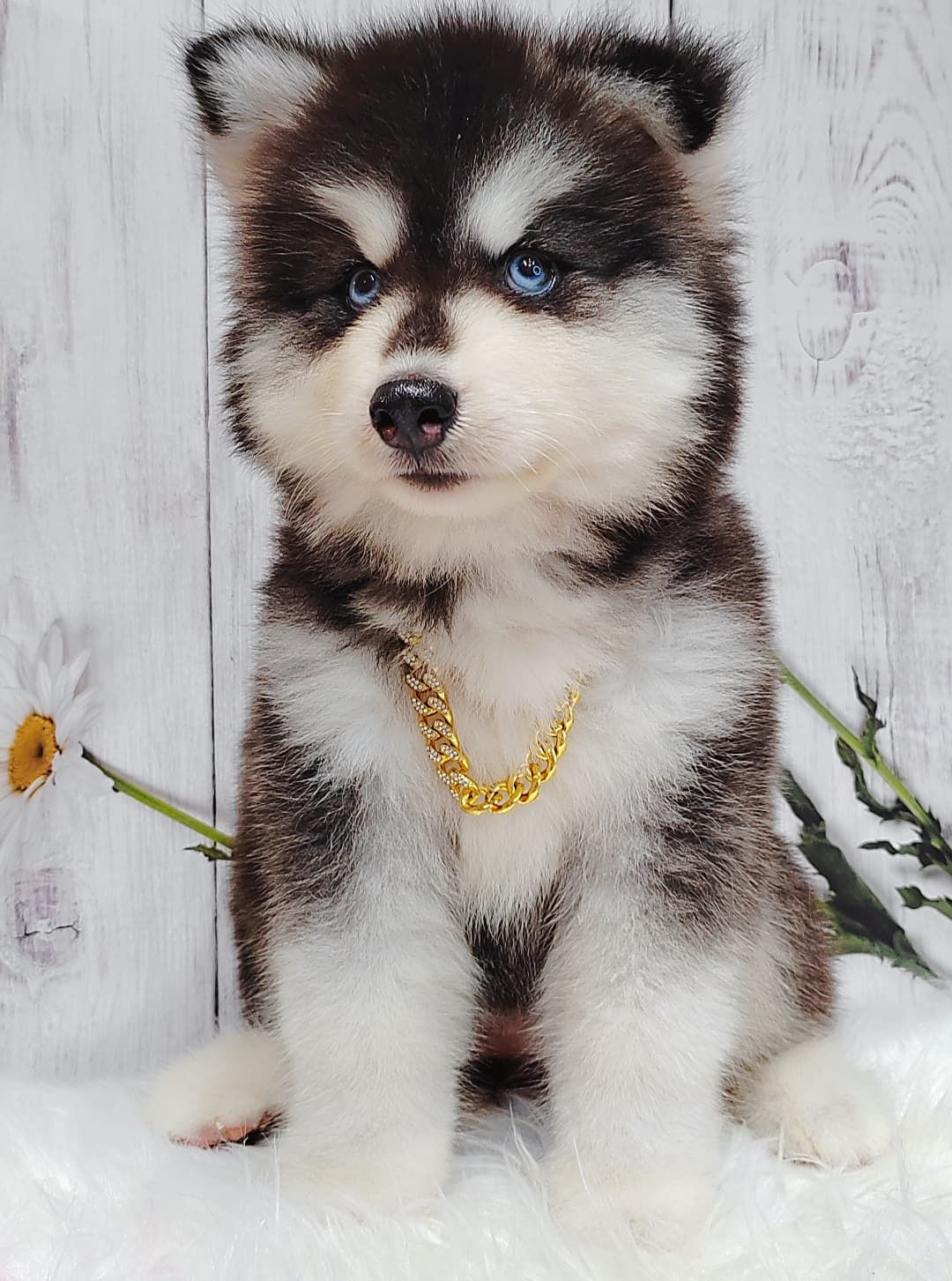 Wooly Alaskan 长毛哈士奇