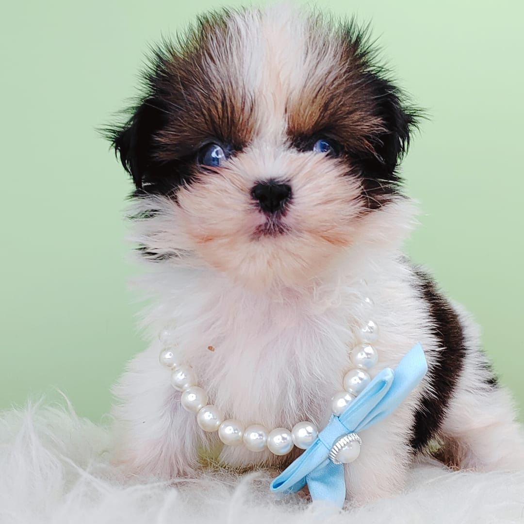 Shih Tzu 西施