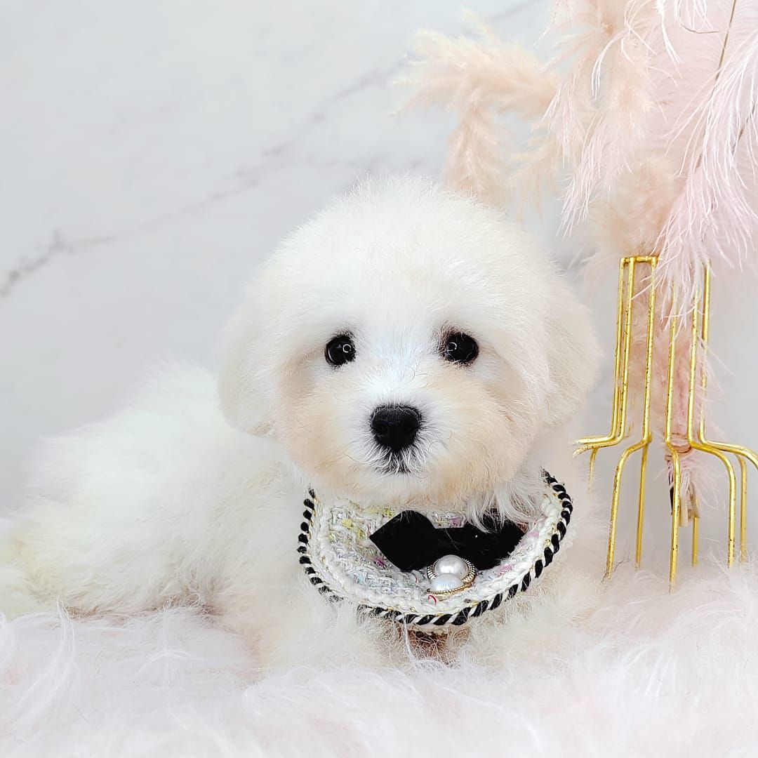 Maltipoo 马尔泰迪