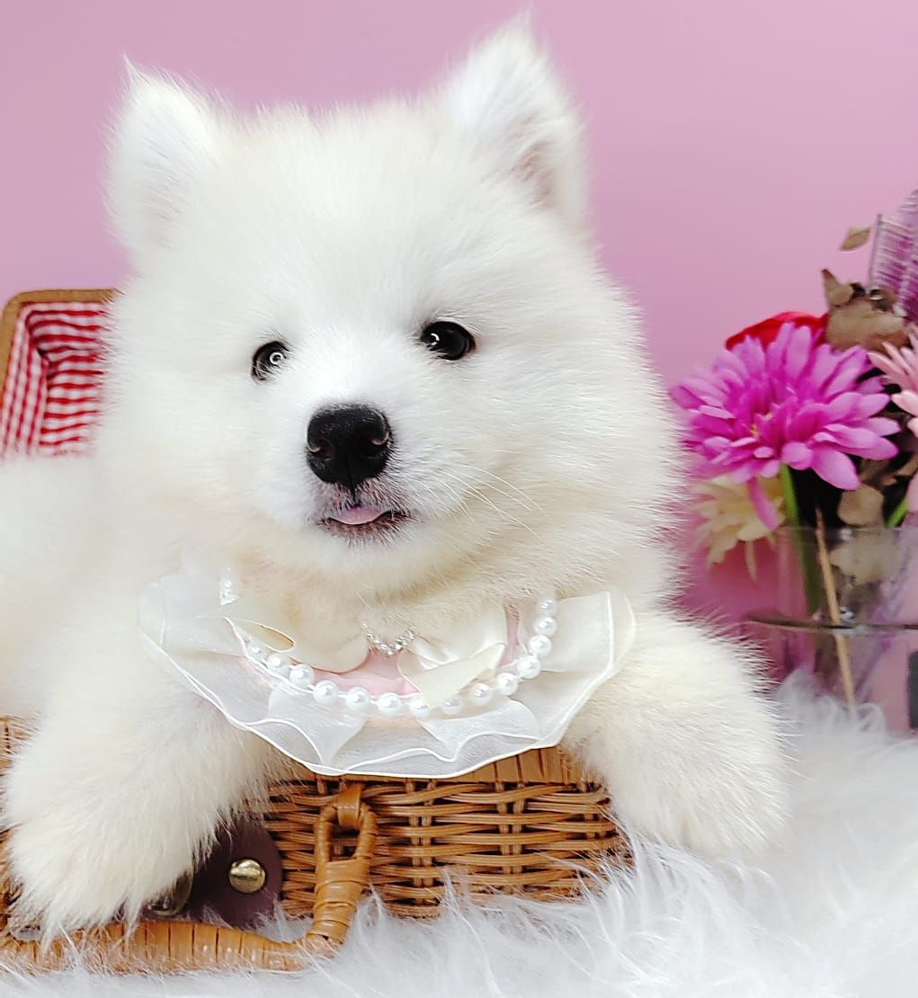 Pomsky 博士奇