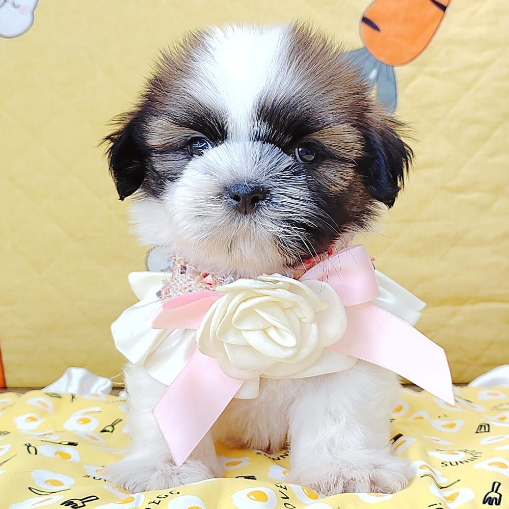 Shih Tzu 西施