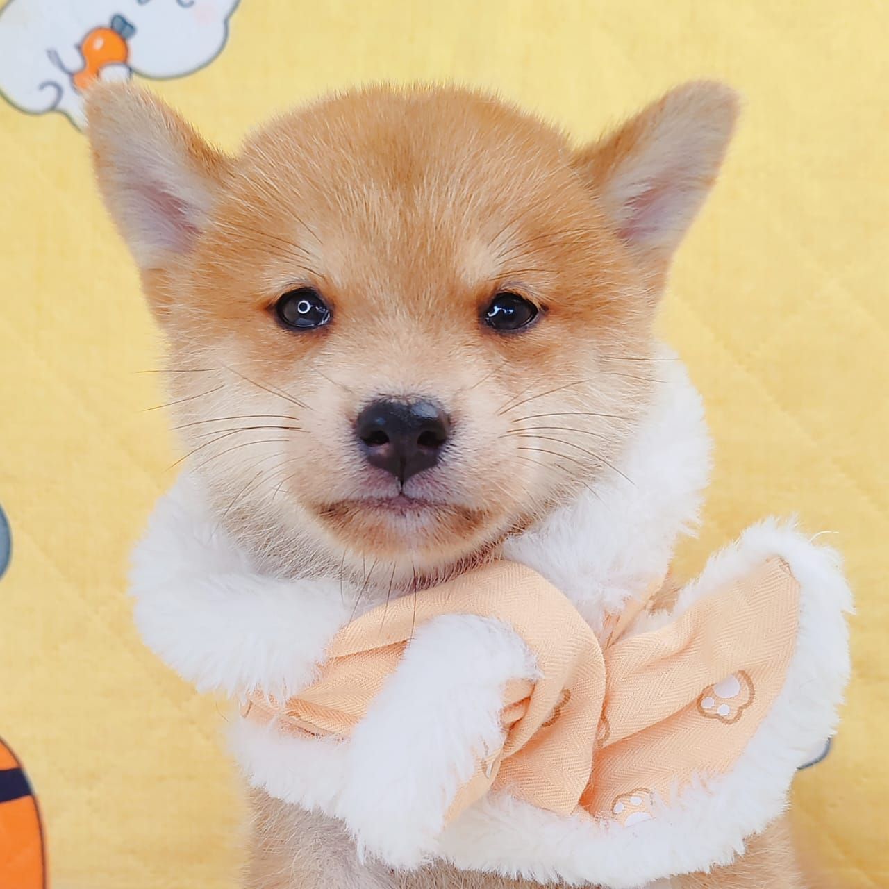 MameShiba Inu 豆柴柴犬