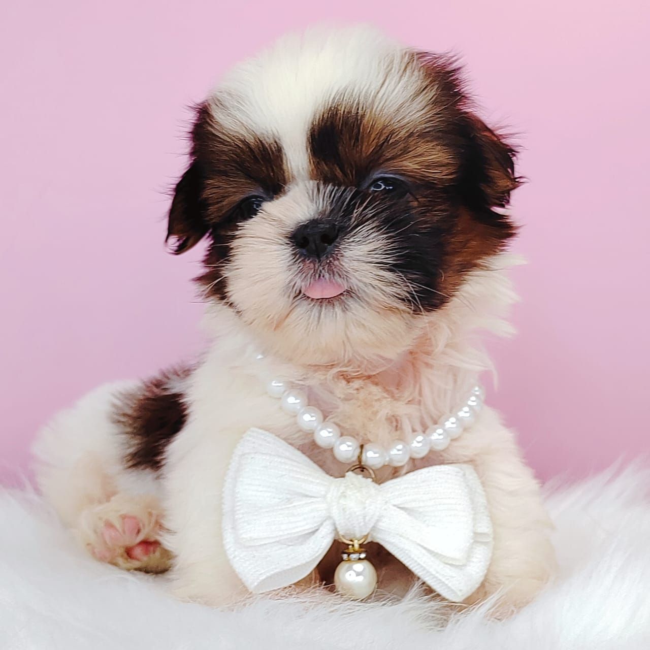 Shih Tzu 西施