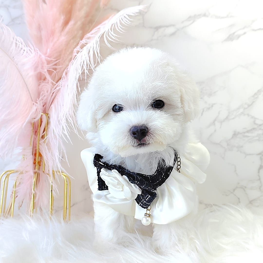 Poodle 娉拌开璐靛