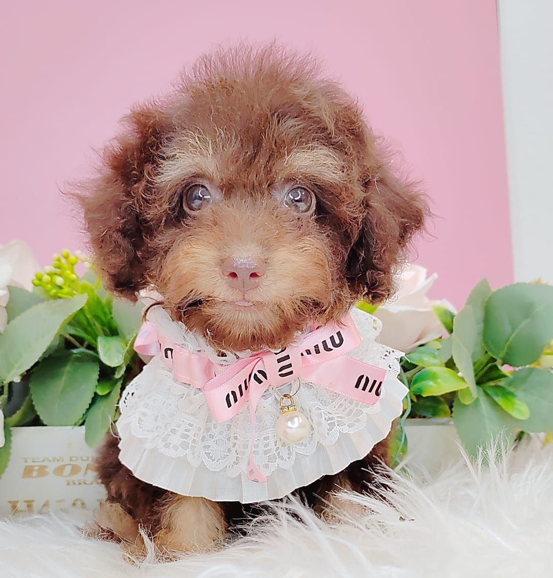 Poodle 娉拌开璐靛