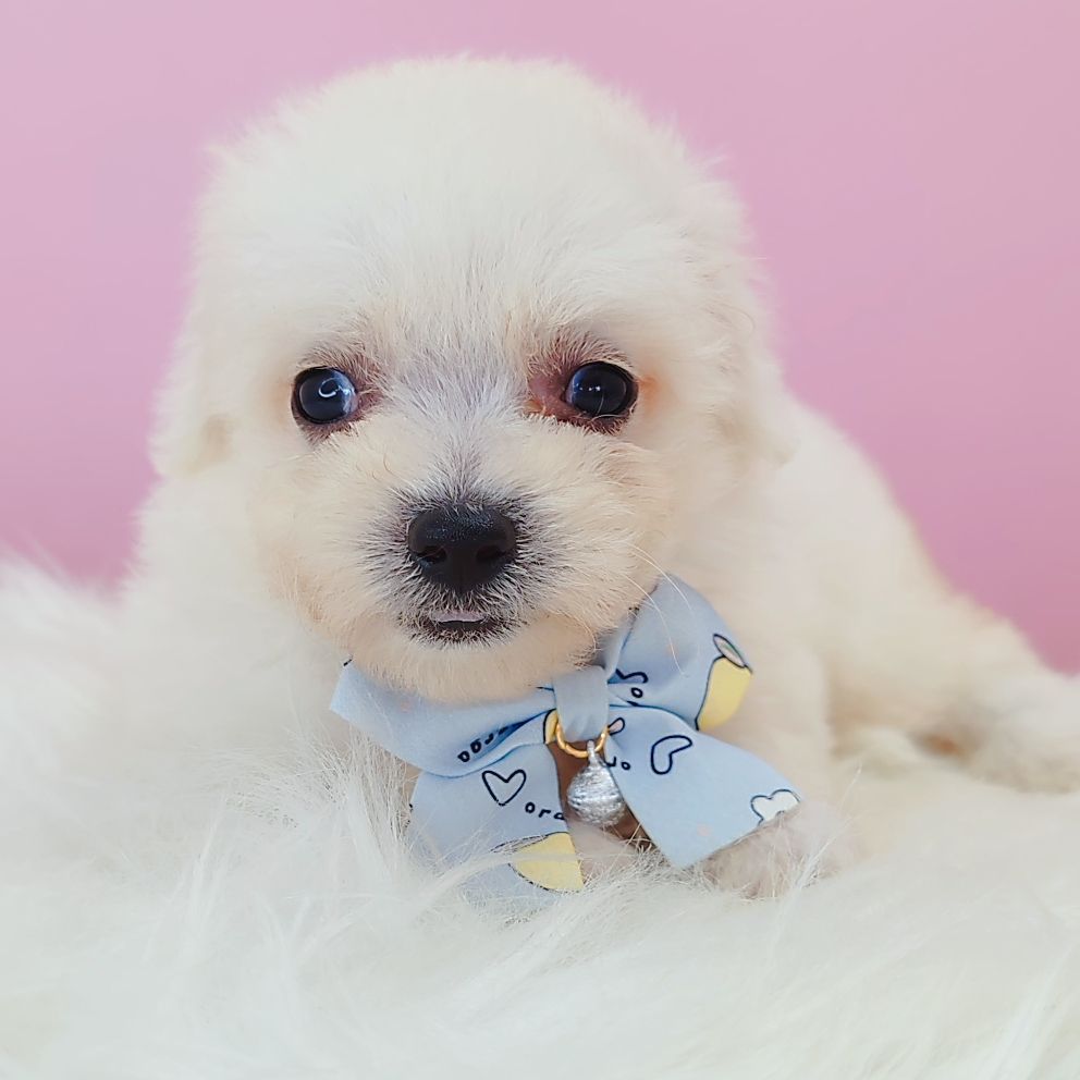 Bichon Frise 比熊