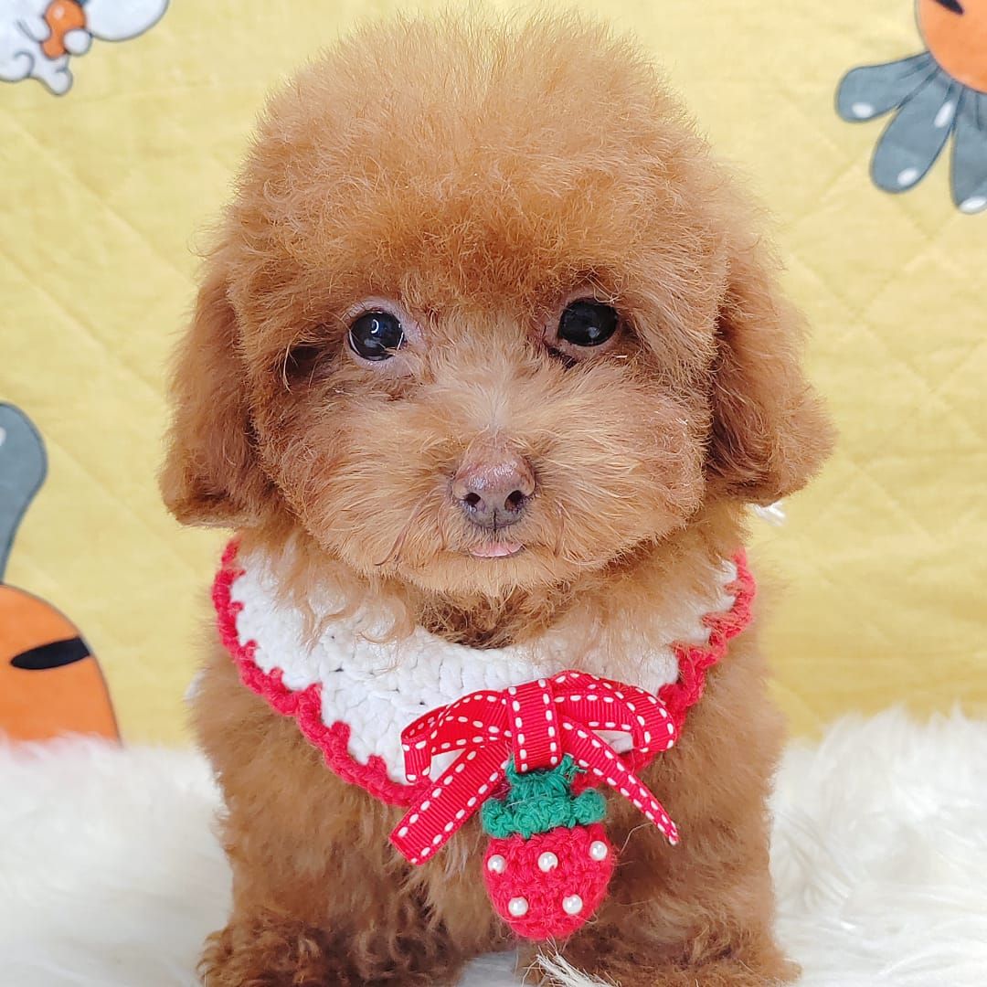 Poodle 娉拌开璐靛