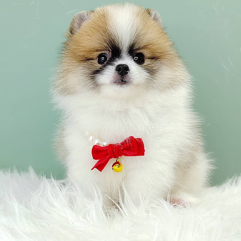 Pomeranian 博美