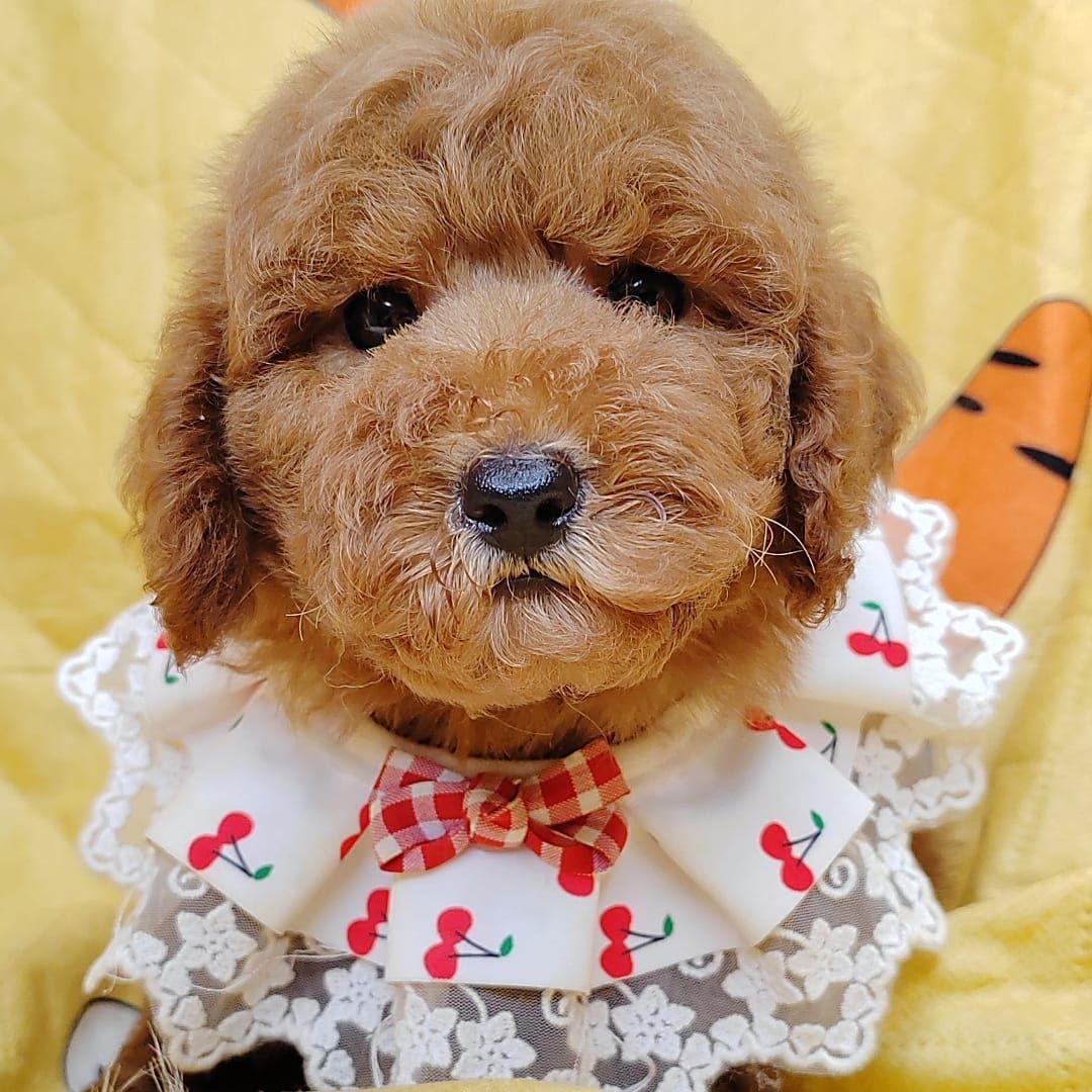  Poodle 娉拌开璐靛
